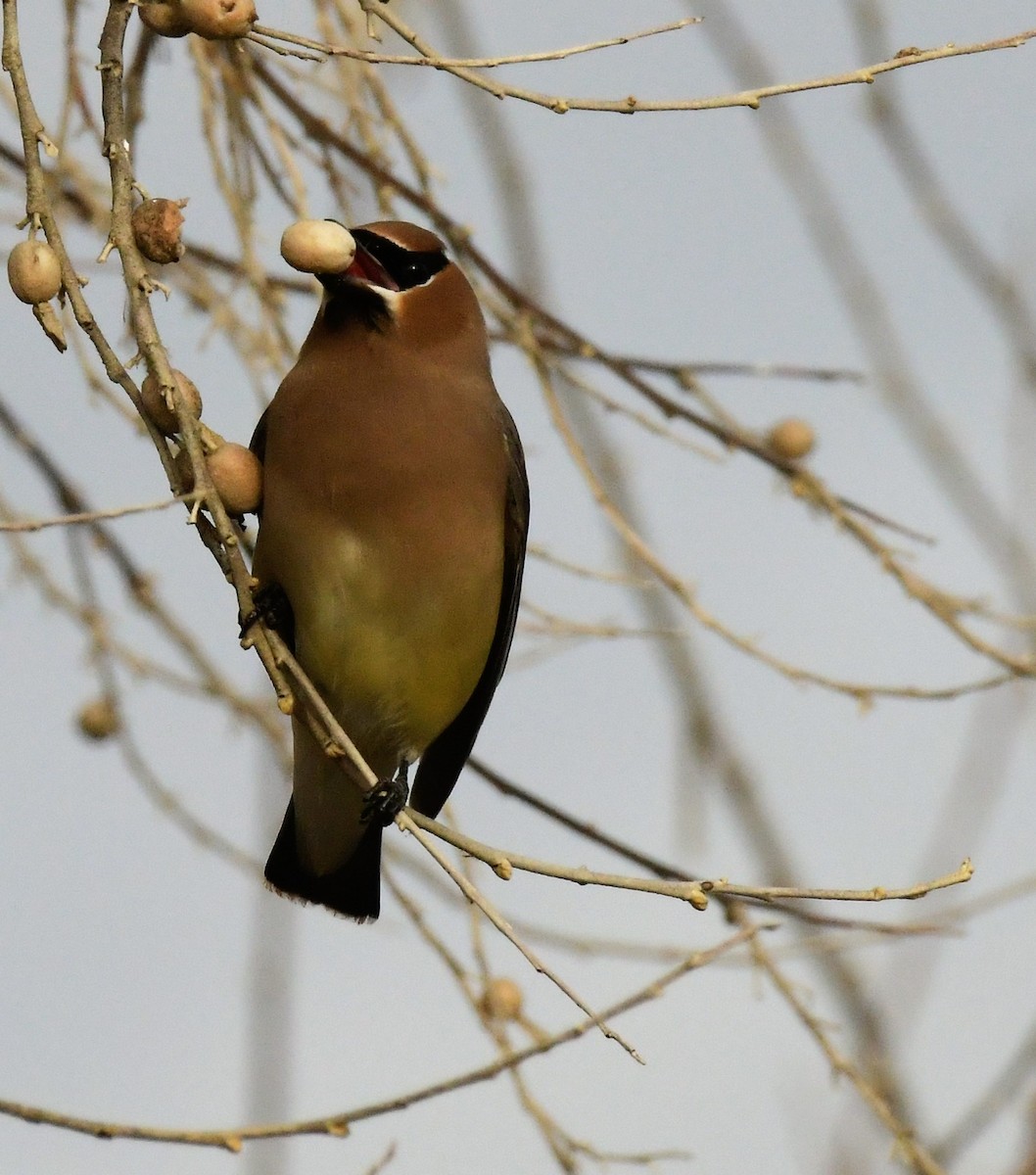 Cedar Waxwing - ML531685371