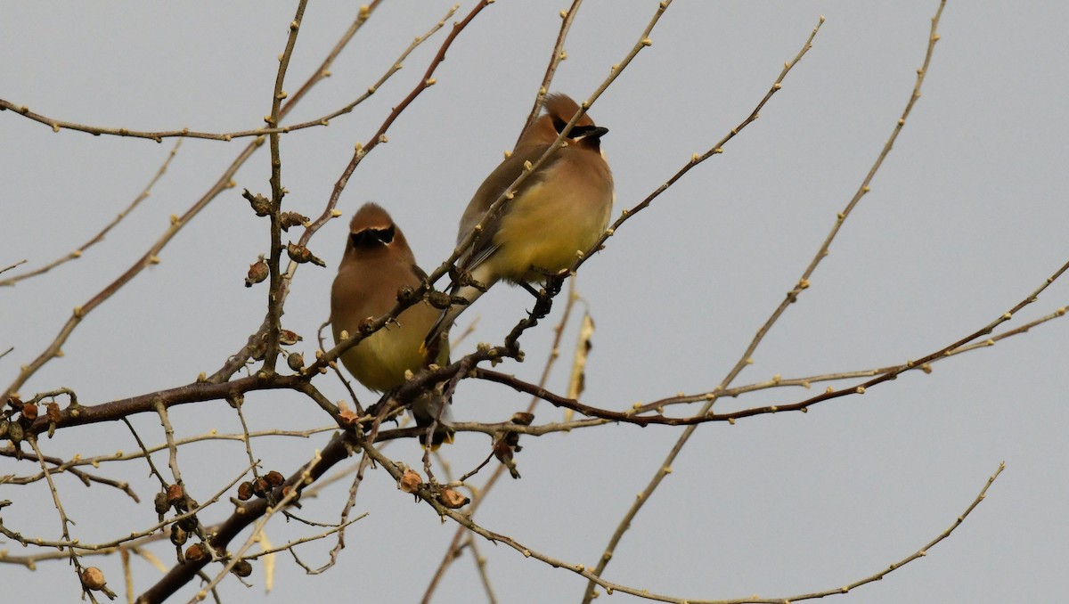 Cedar Waxwing - ML531685641