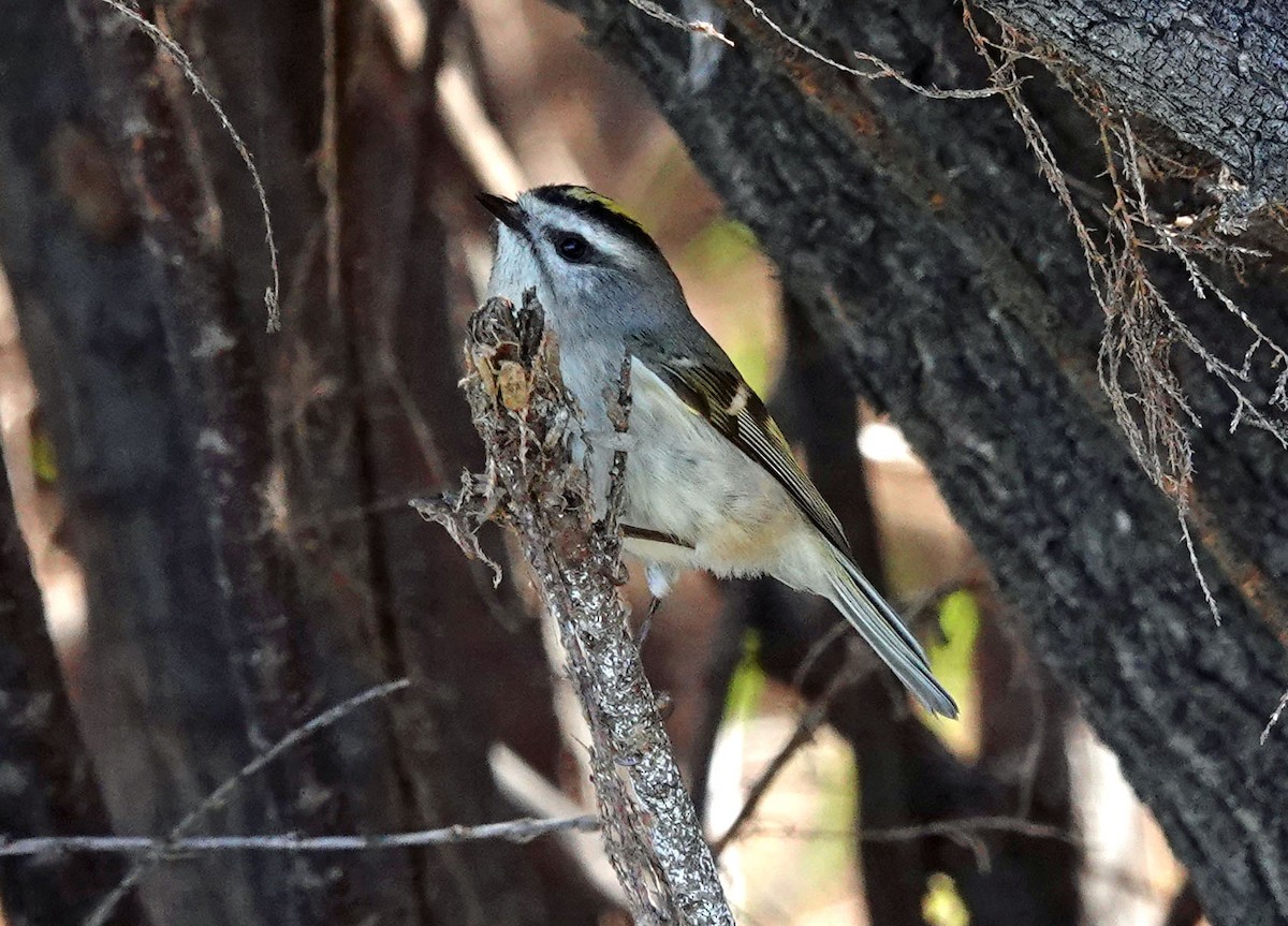 Golden-crowned Kinglet - Cathy Beck