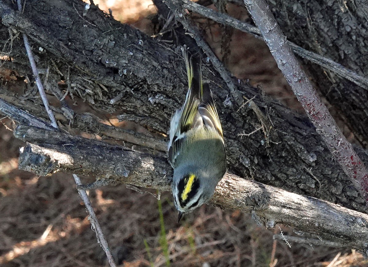 Golden-crowned Kinglet - Cathy Beck