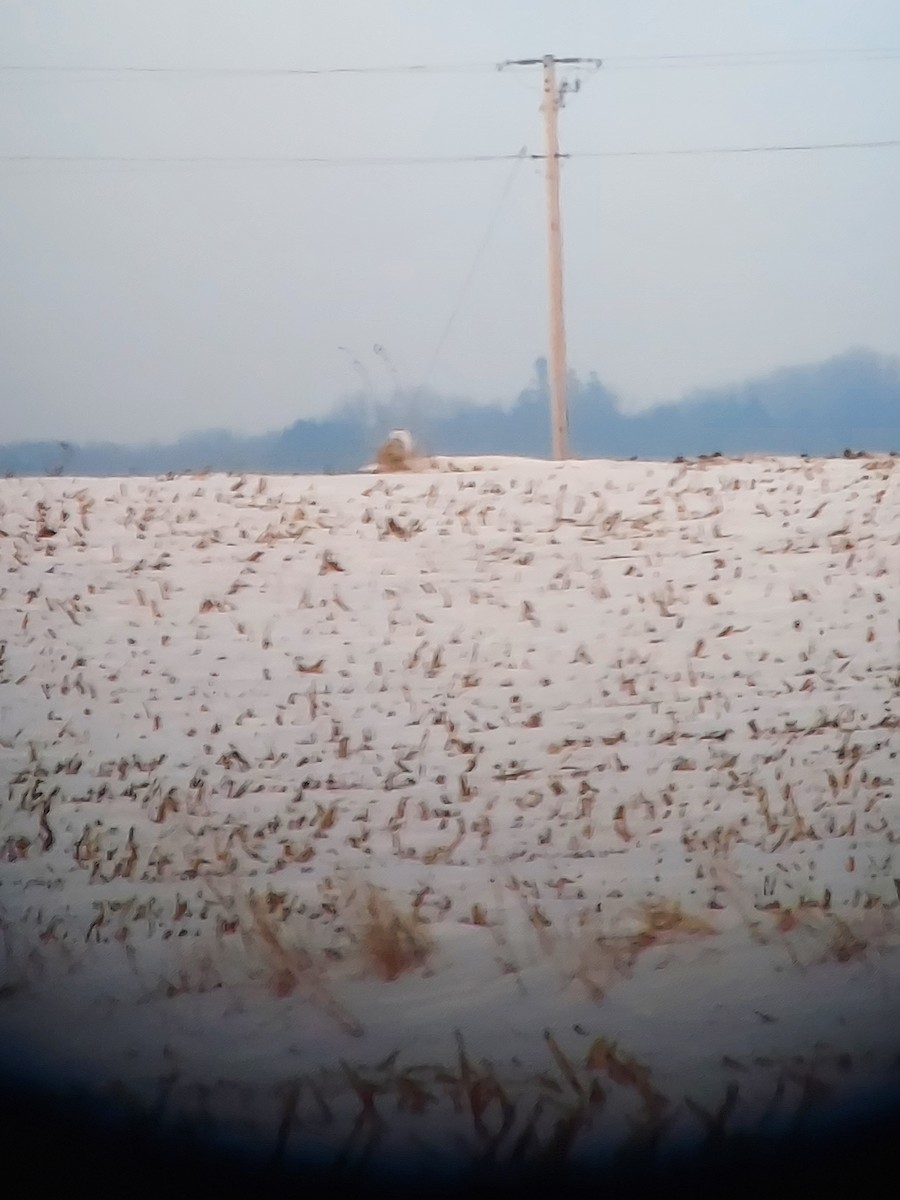 Snowy Owl - ML531689721