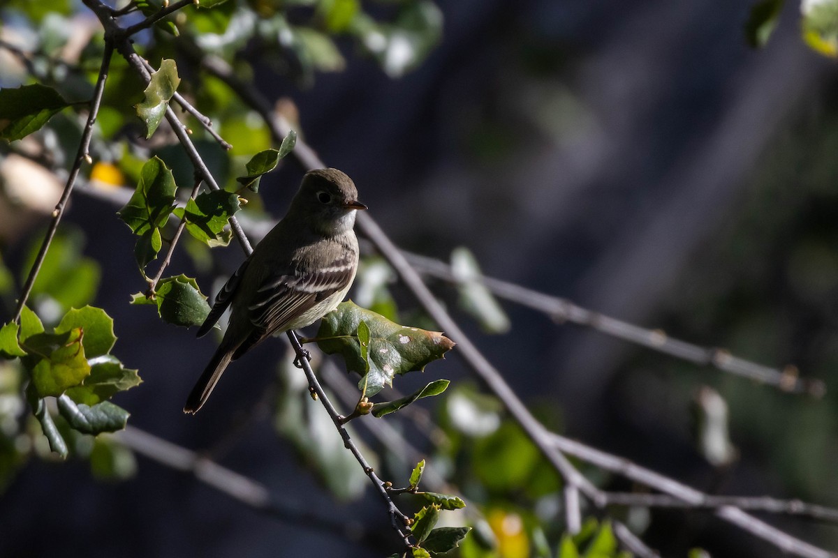 Hammond's Flycatcher - ML531692561