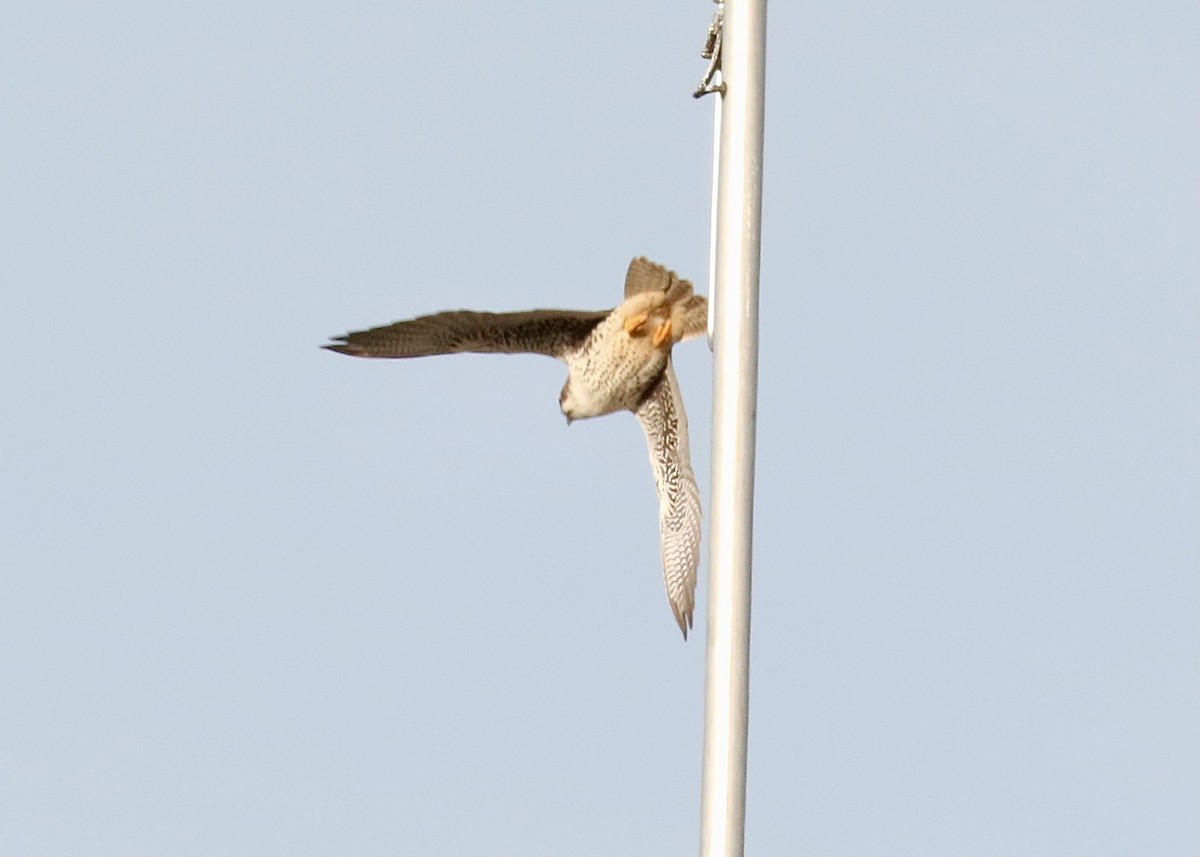 Prairie Falcon - Katrina Moilanen