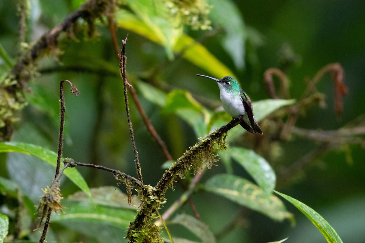 Andean Emerald - ML531692891