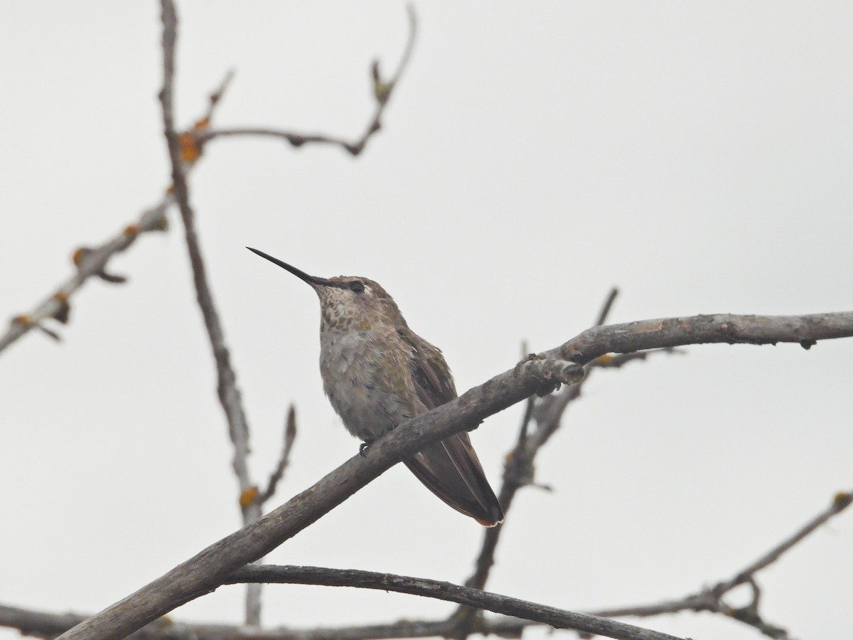 Anna's Hummingbird - ML531693501