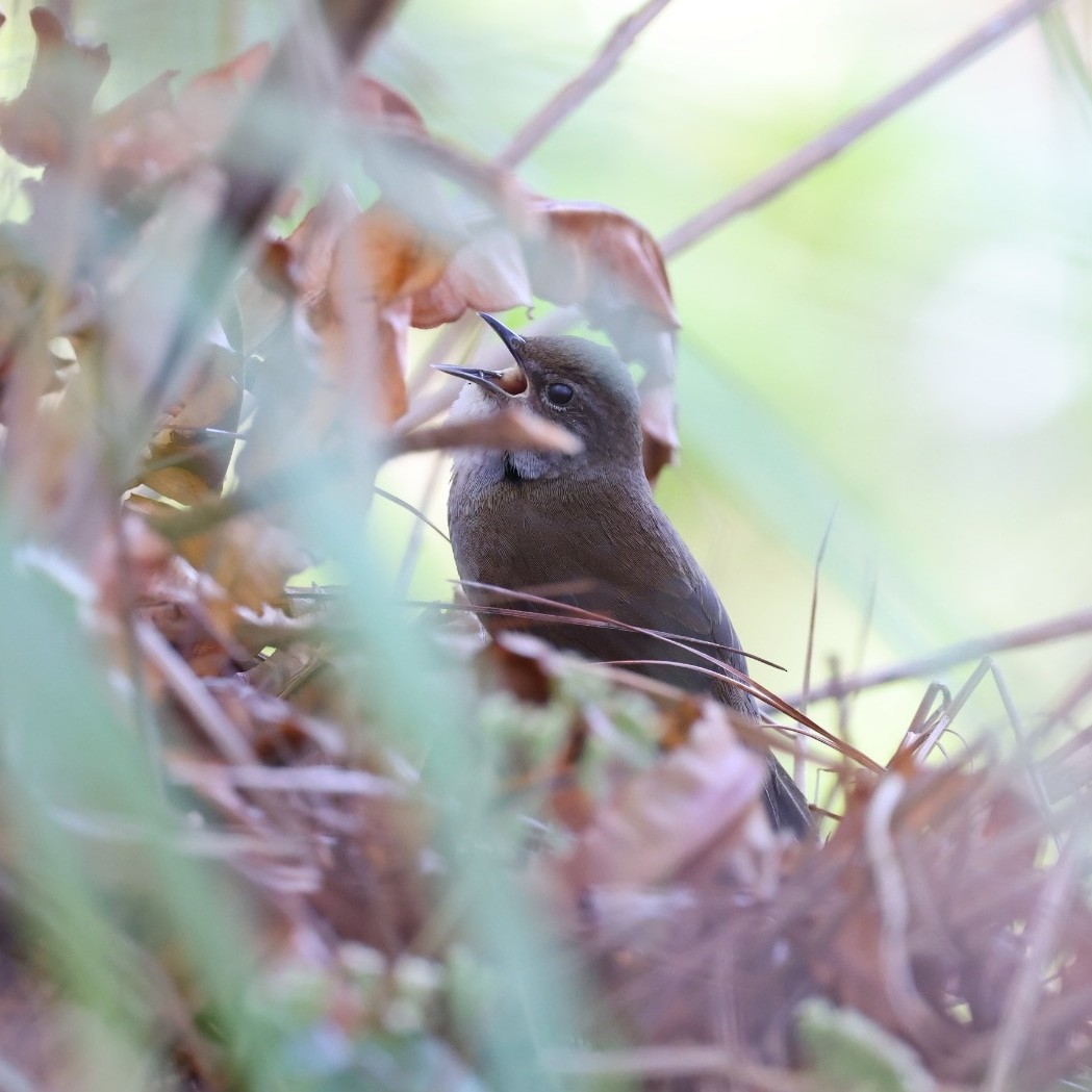 Benguet Bush Warbler - Irene  Dy