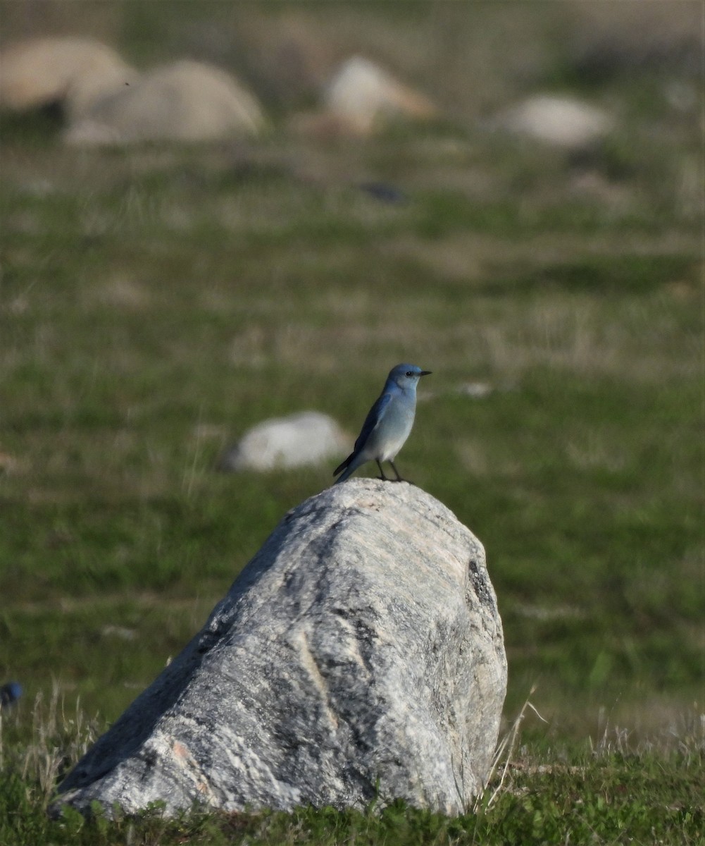 Mountain Bluebird - ML531697361