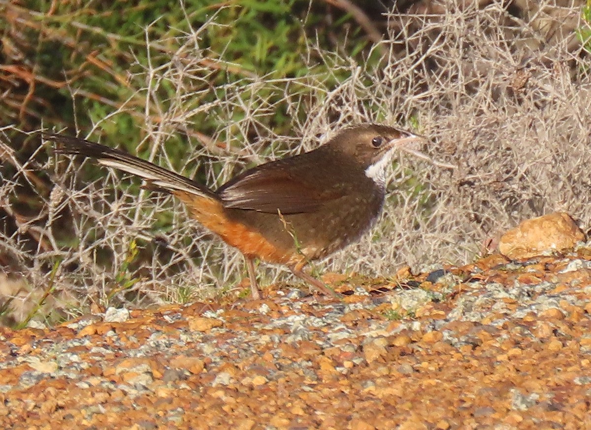 Noisy Scrub-bird - ML531697651