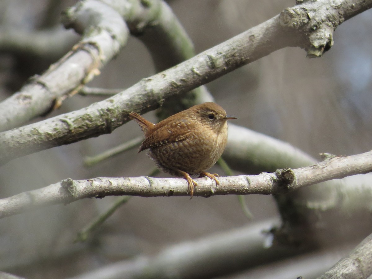 Winter Wren - ML53169821