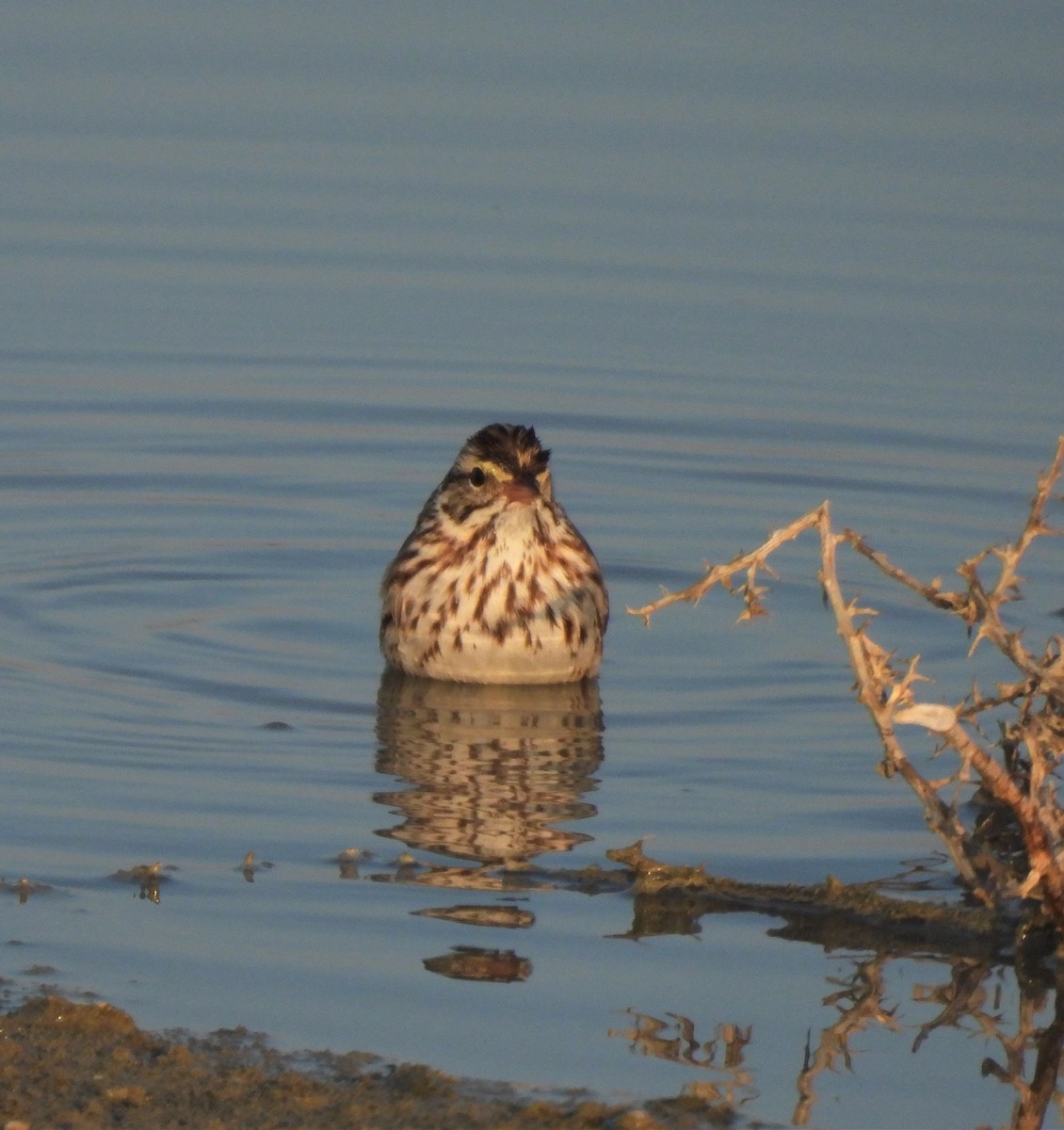 Savannah Sparrow - ML531698261