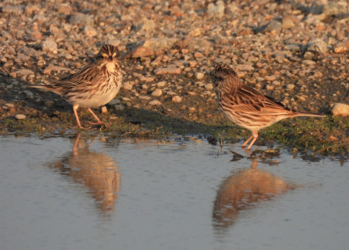 Savannah Sparrow - ML531698271