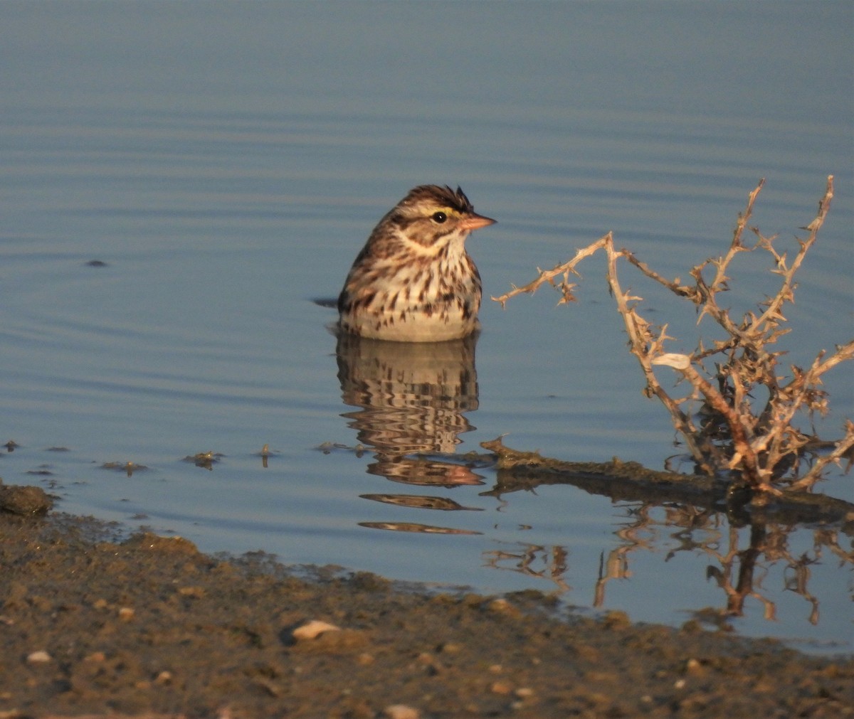 Savannah Sparrow - ML531698291