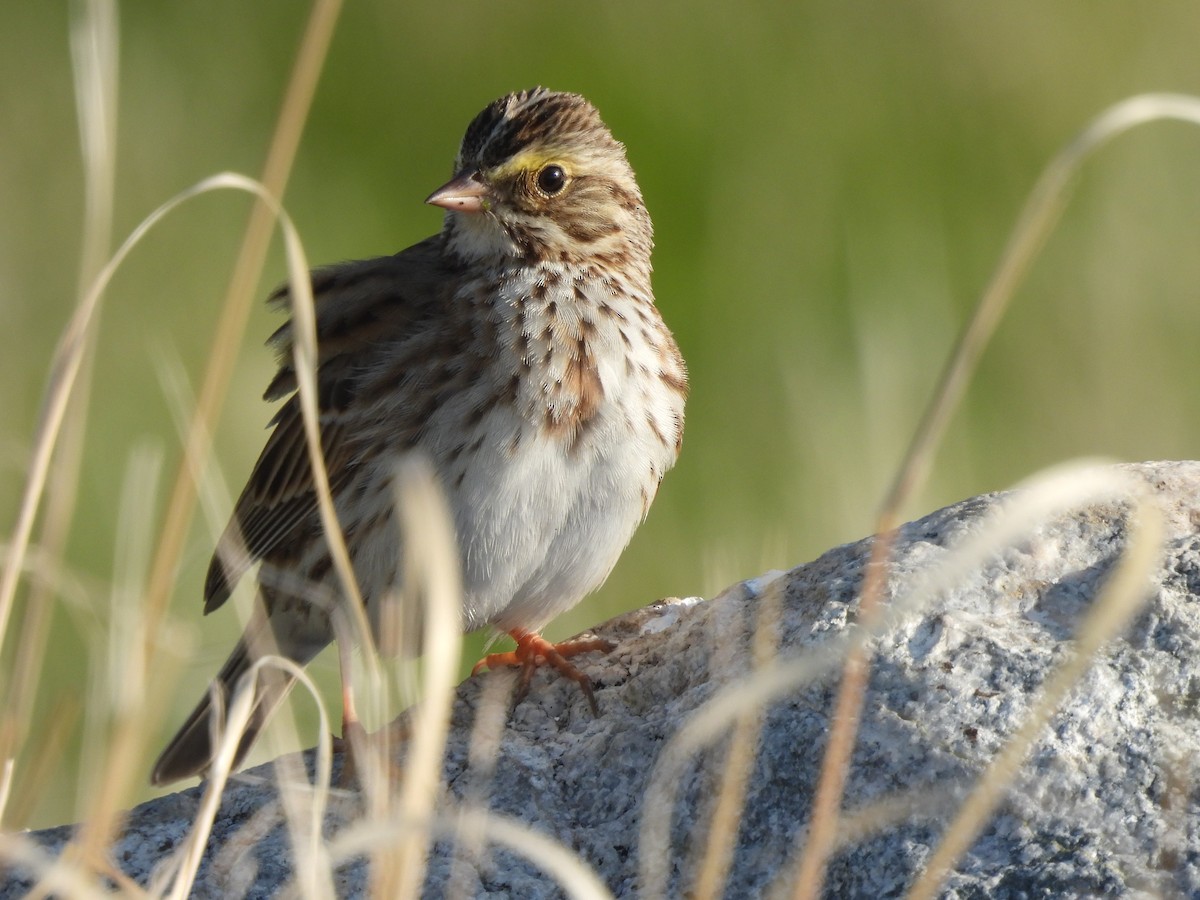 Savannah Sparrow - ML531698301