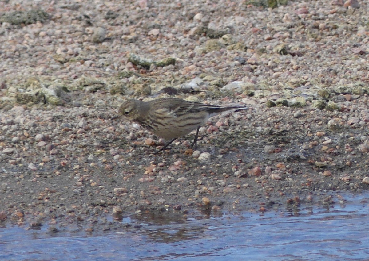 American Pipit - ML531698361