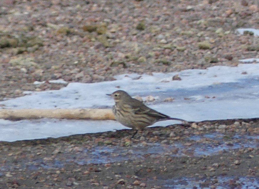 American Pipit - ML531698371