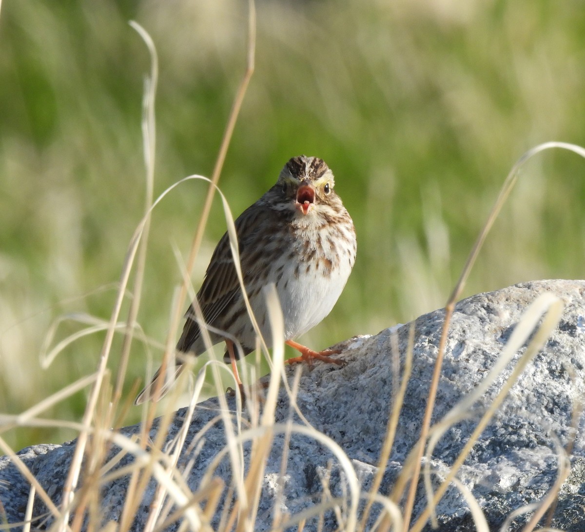 Savannah Sparrow - ML531698531