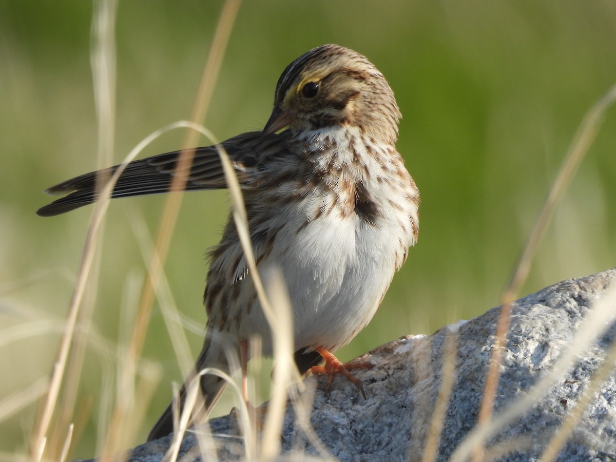 Savannah Sparrow - ML531698541