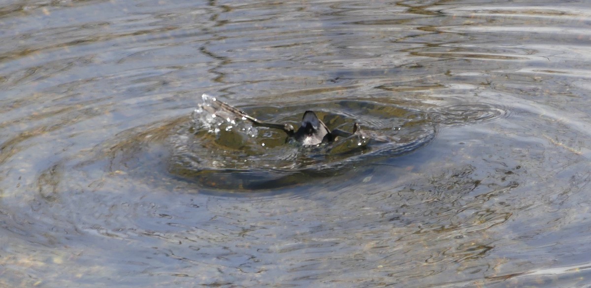 American Coot - ML531698661