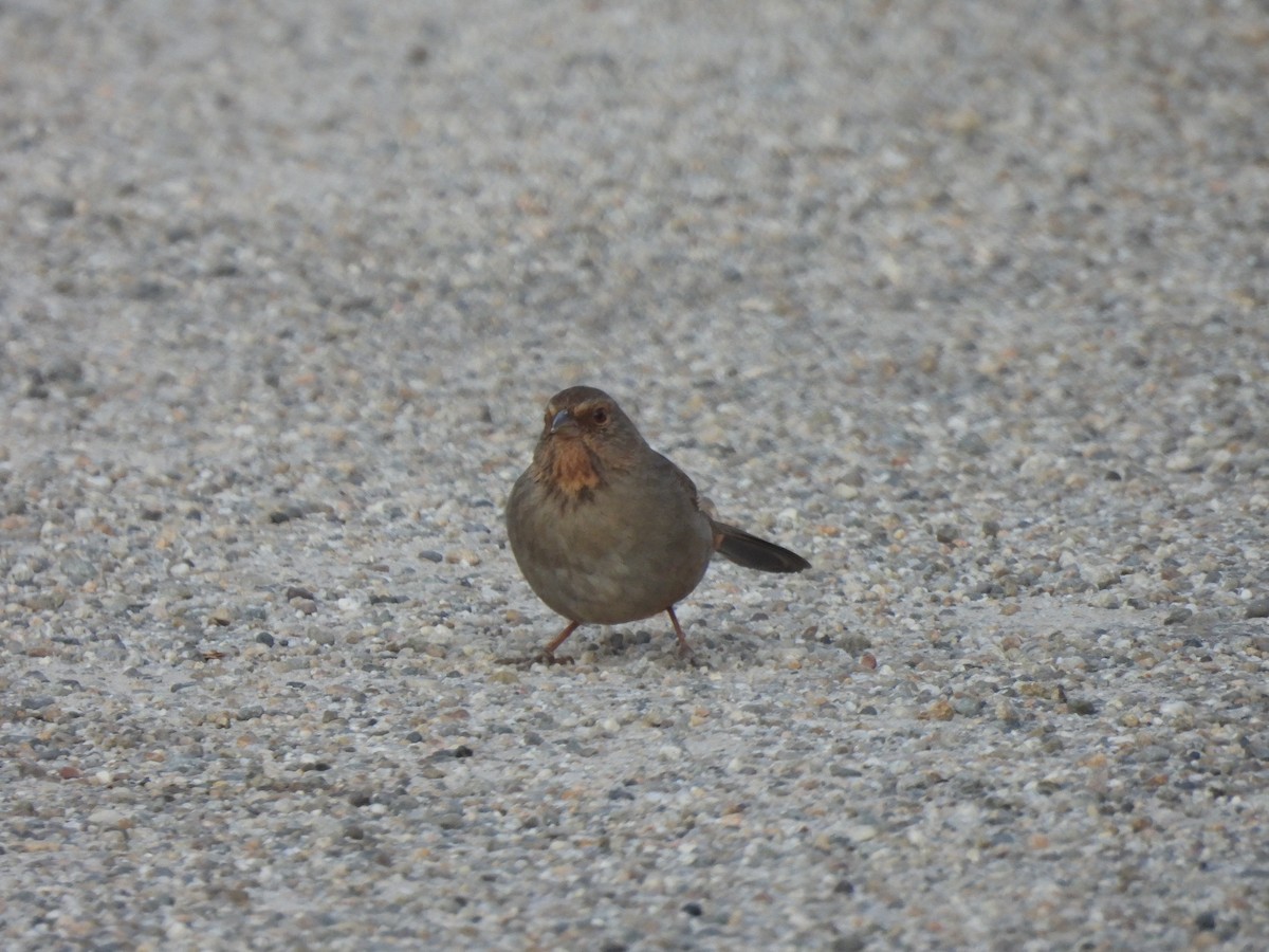 California Towhee - ML531698781