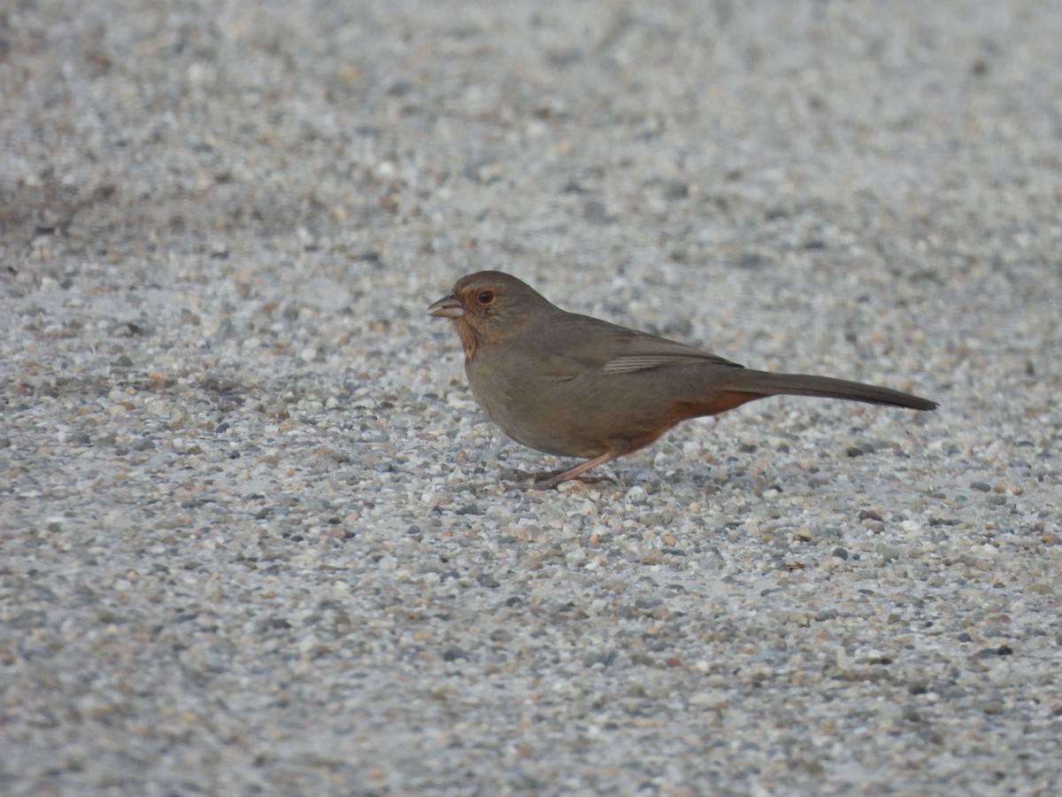 California Towhee - ML531698801