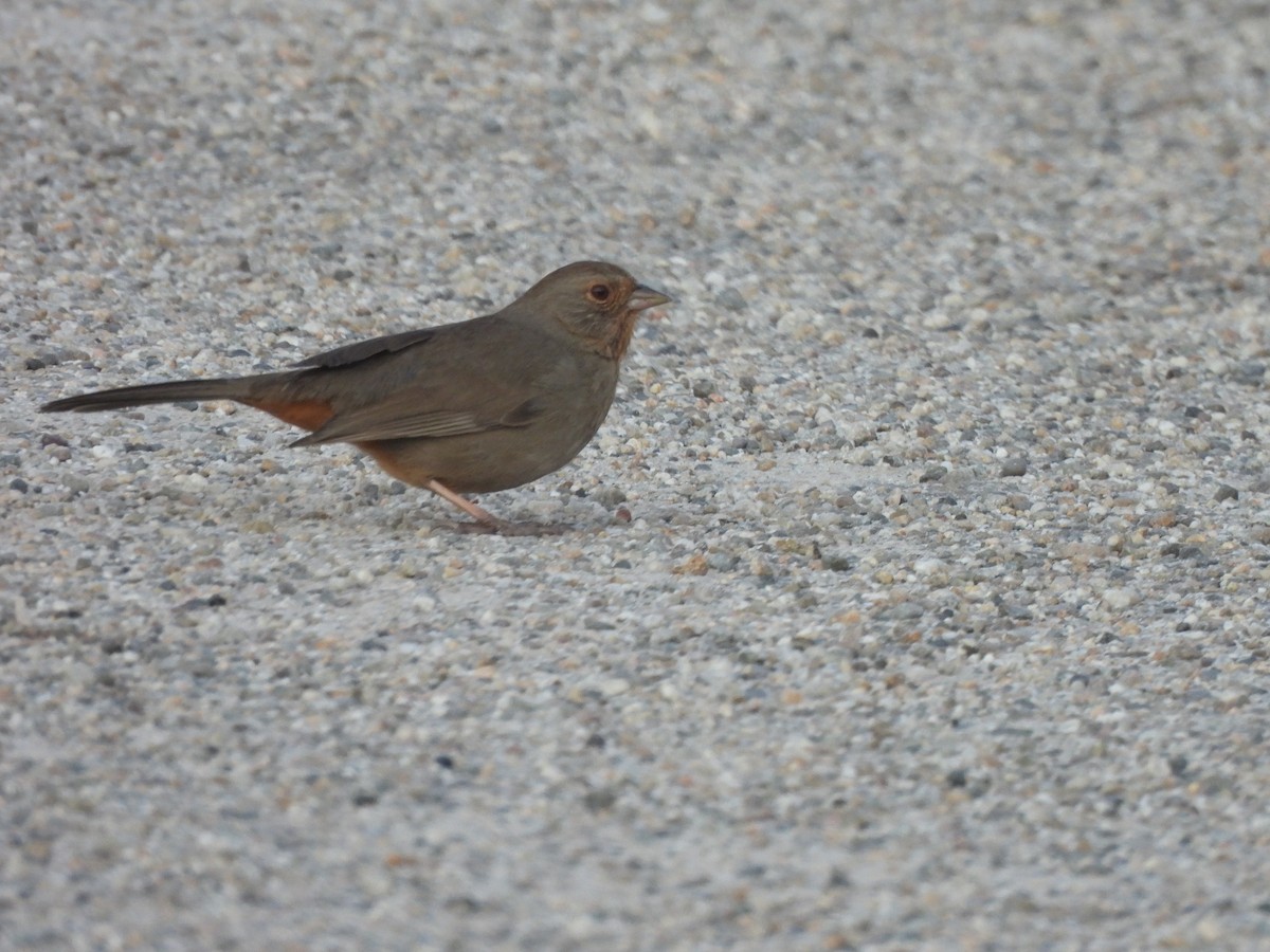 California Towhee - ML531698811