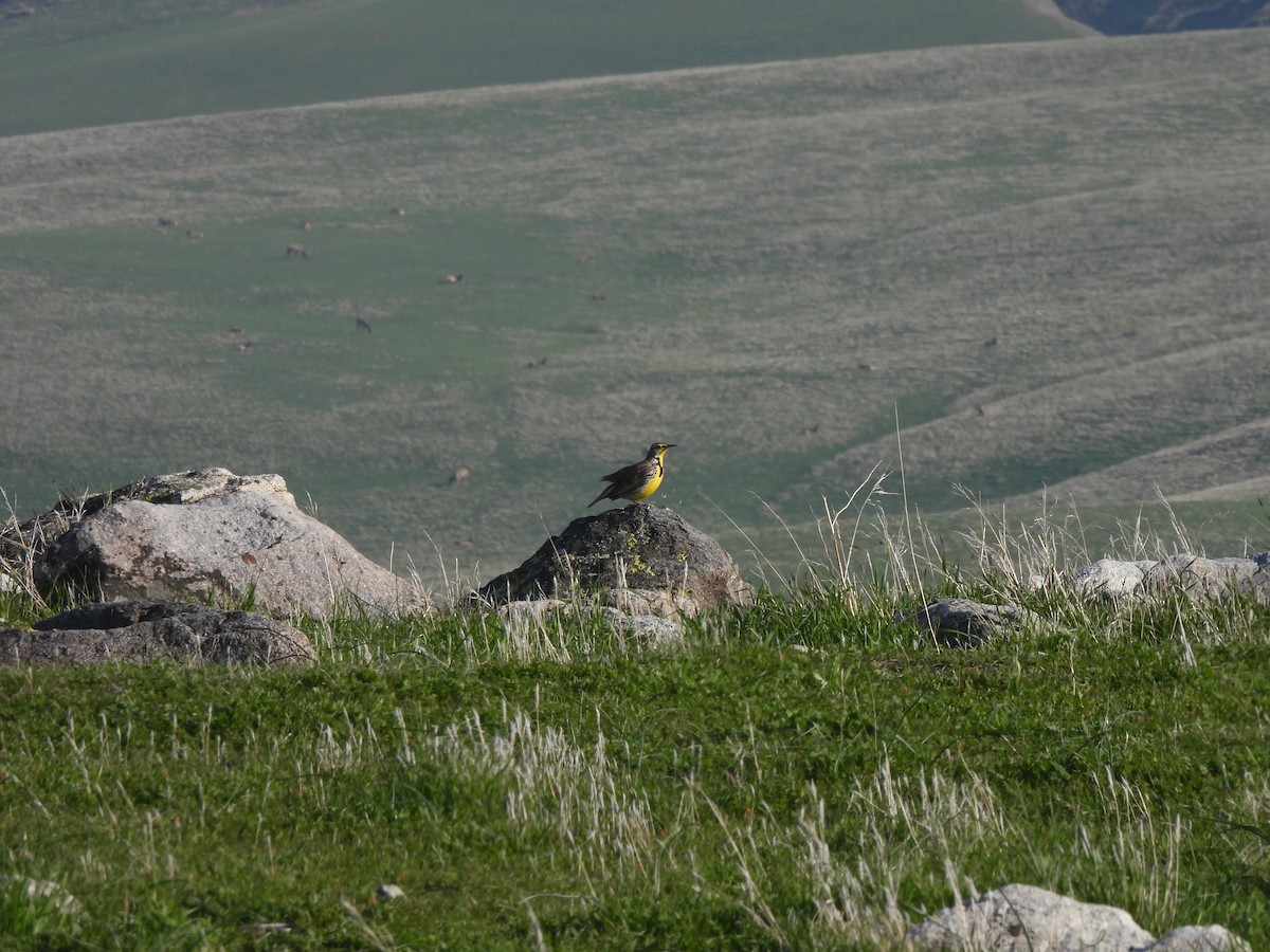 Western Meadowlark - D Kim Glinka