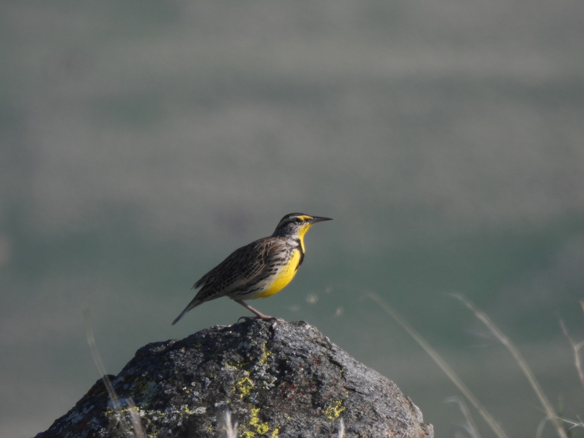 Western Meadowlark - ML531699171