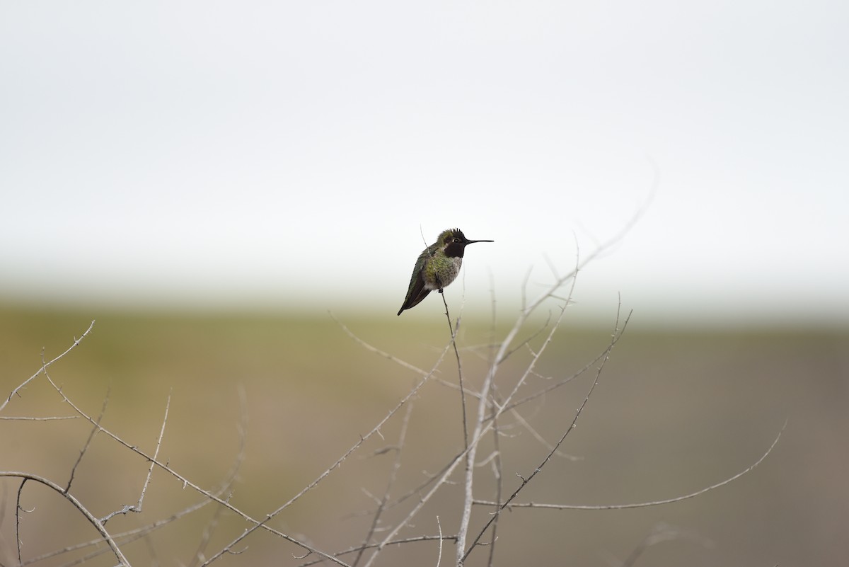 Anna's Hummingbird - ML531699441