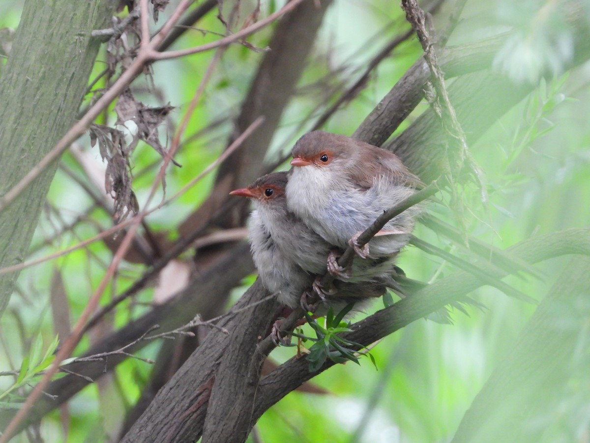 Superb Fairywren - ML531699591