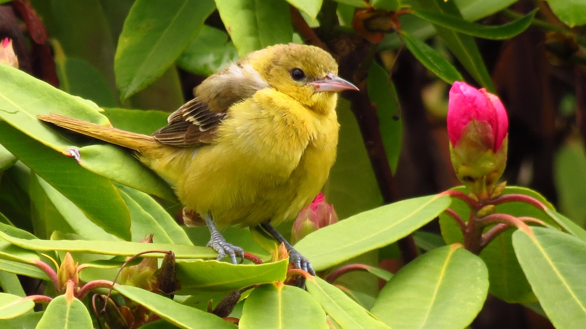 Orchard Oriole - jennifer hull