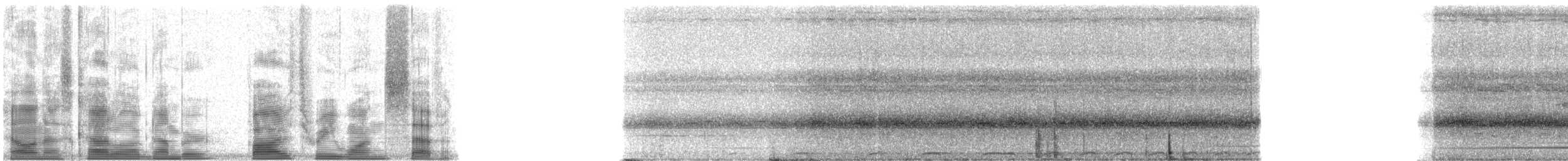 Carpophage de Micronésie - ML5317