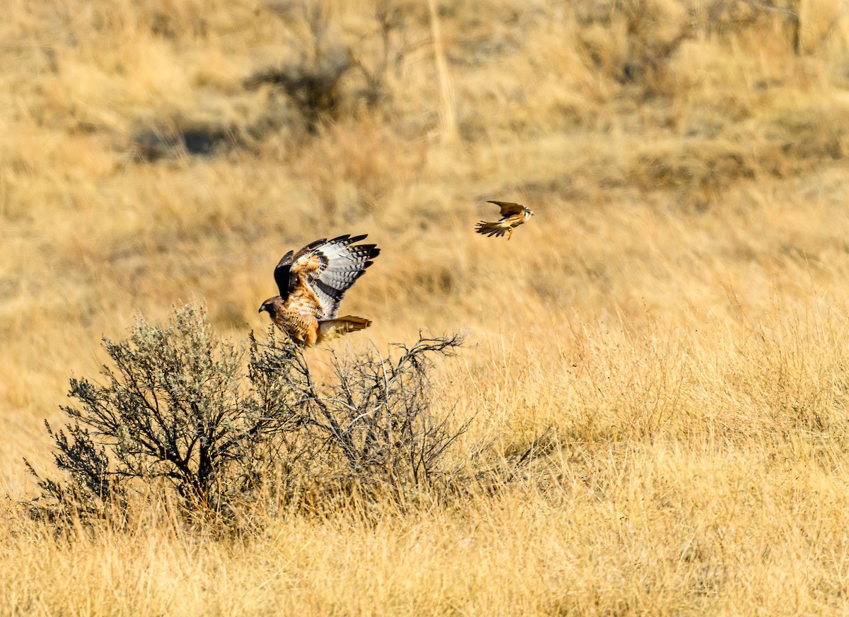 Red-tailed Hawk - ML531700221