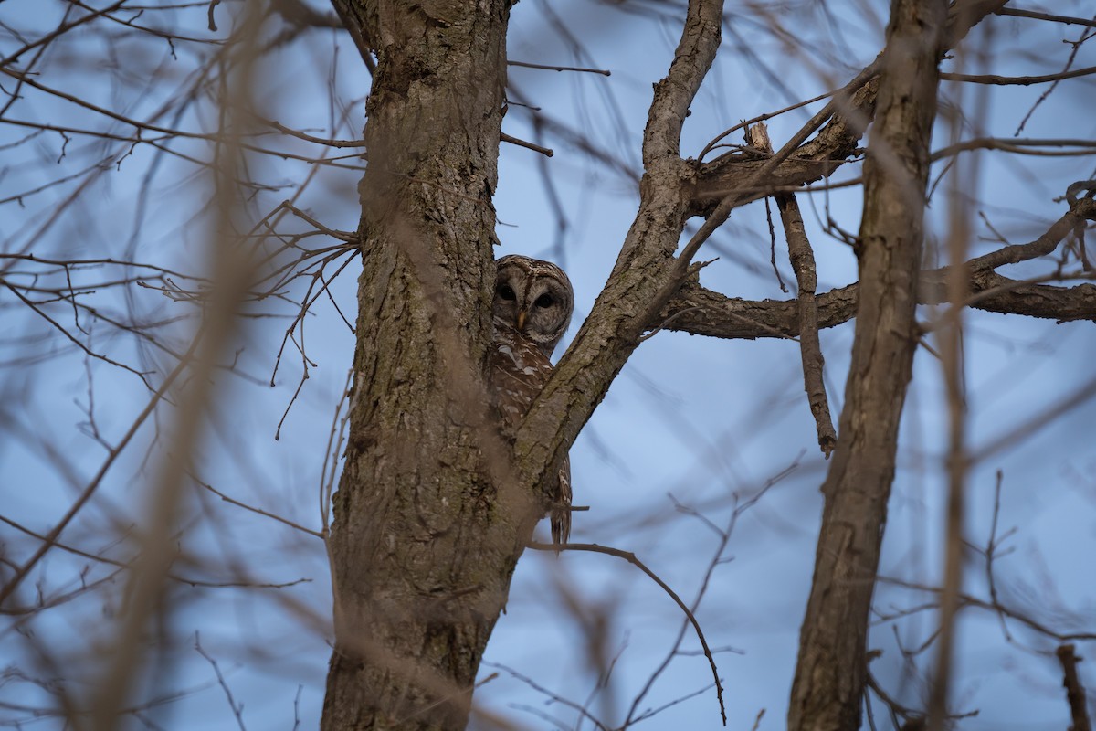 Barred Owl - ML531700391