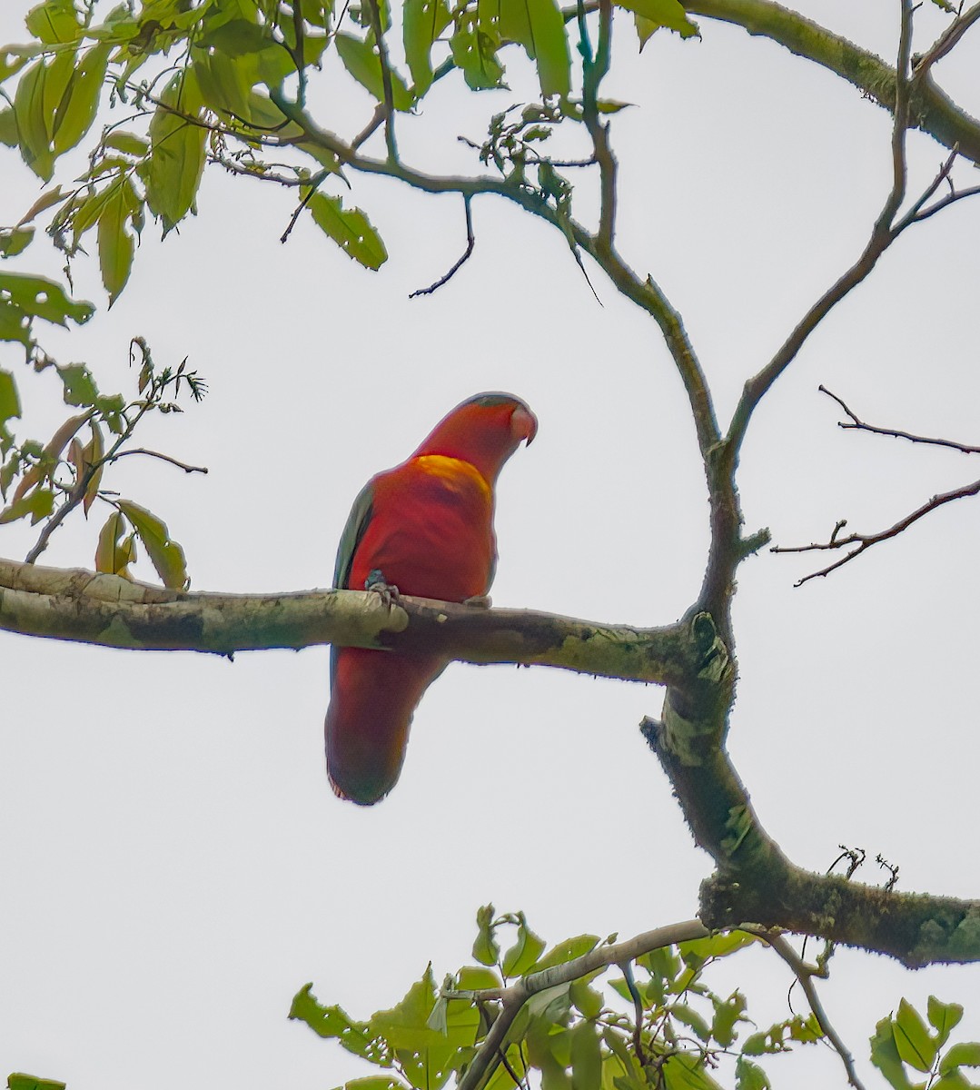 Purple-naped Lory - ML531700581