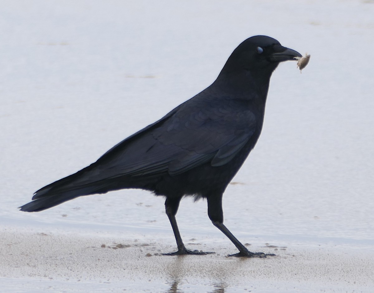 American Crow - ML531701261