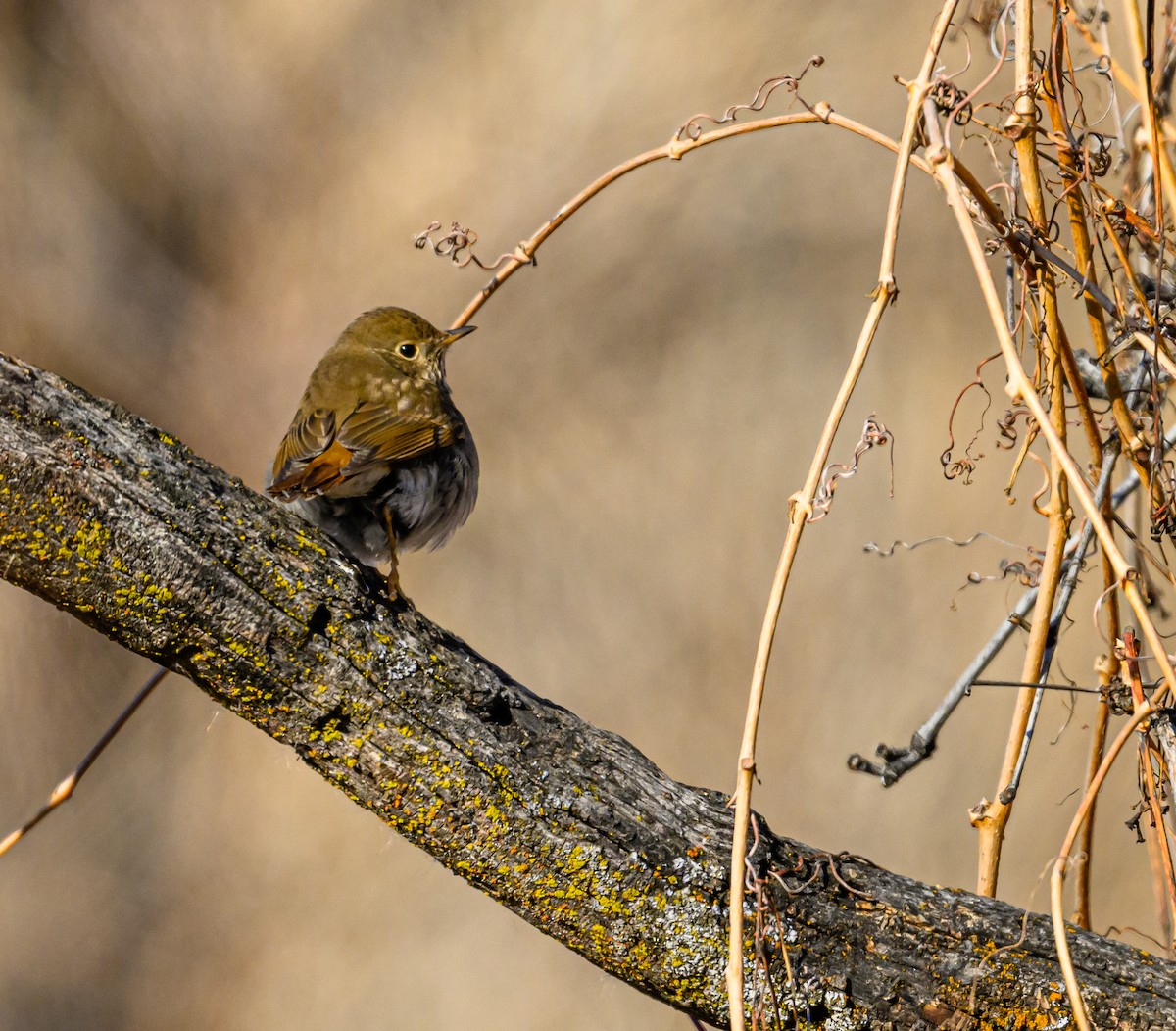 Hermit Thrush - ML531701371