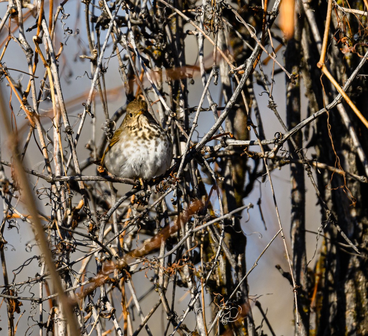 Hermit Thrush - ML531701411