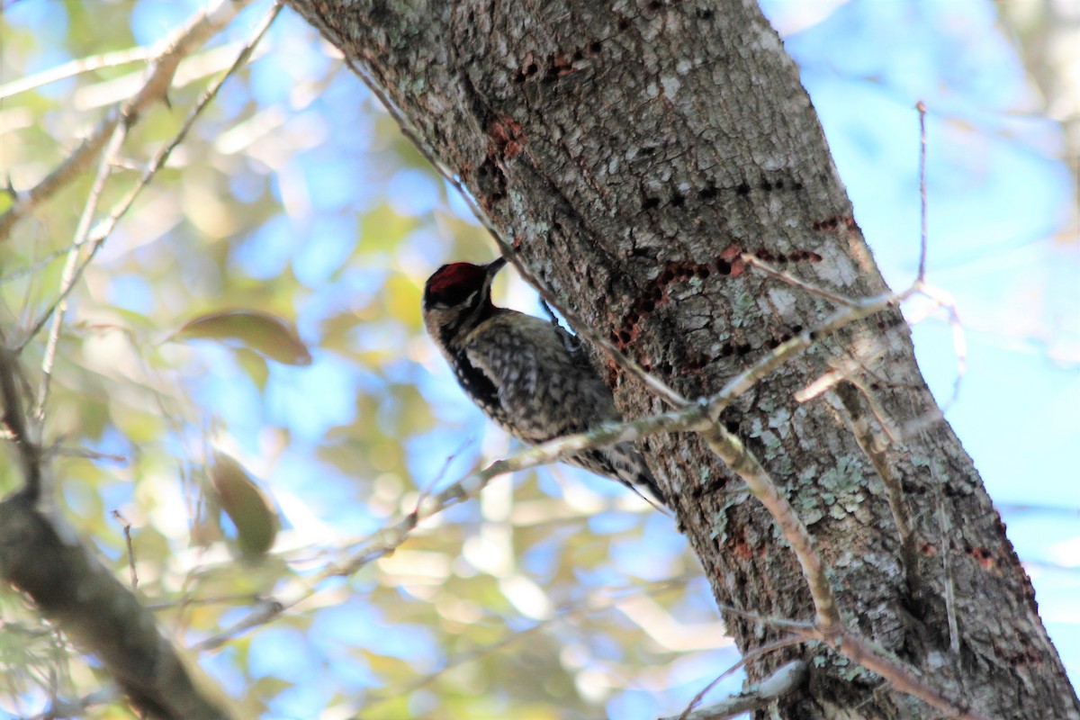 Yellow-bellied Sapsucker - ML531701511