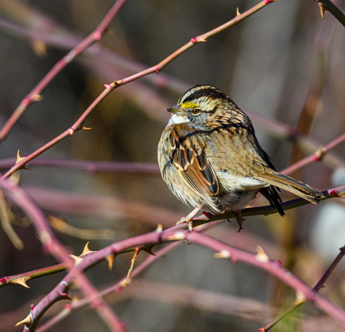 White-throated Sparrow - Ken Miracle