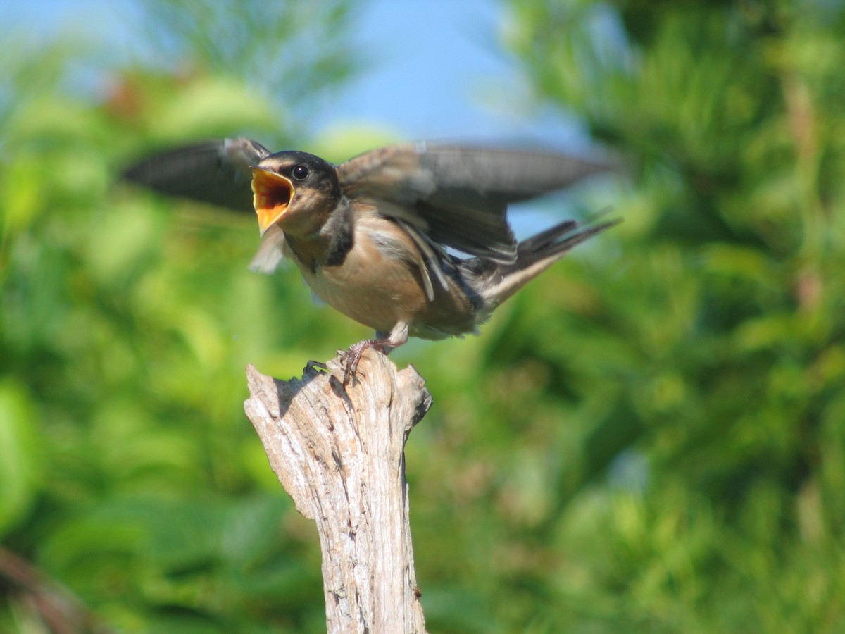 Barn Swallow - ML531701941