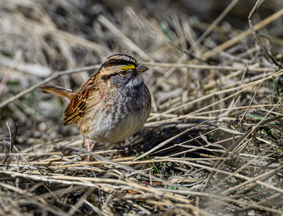 White-throated Sparrow - Ken Miracle