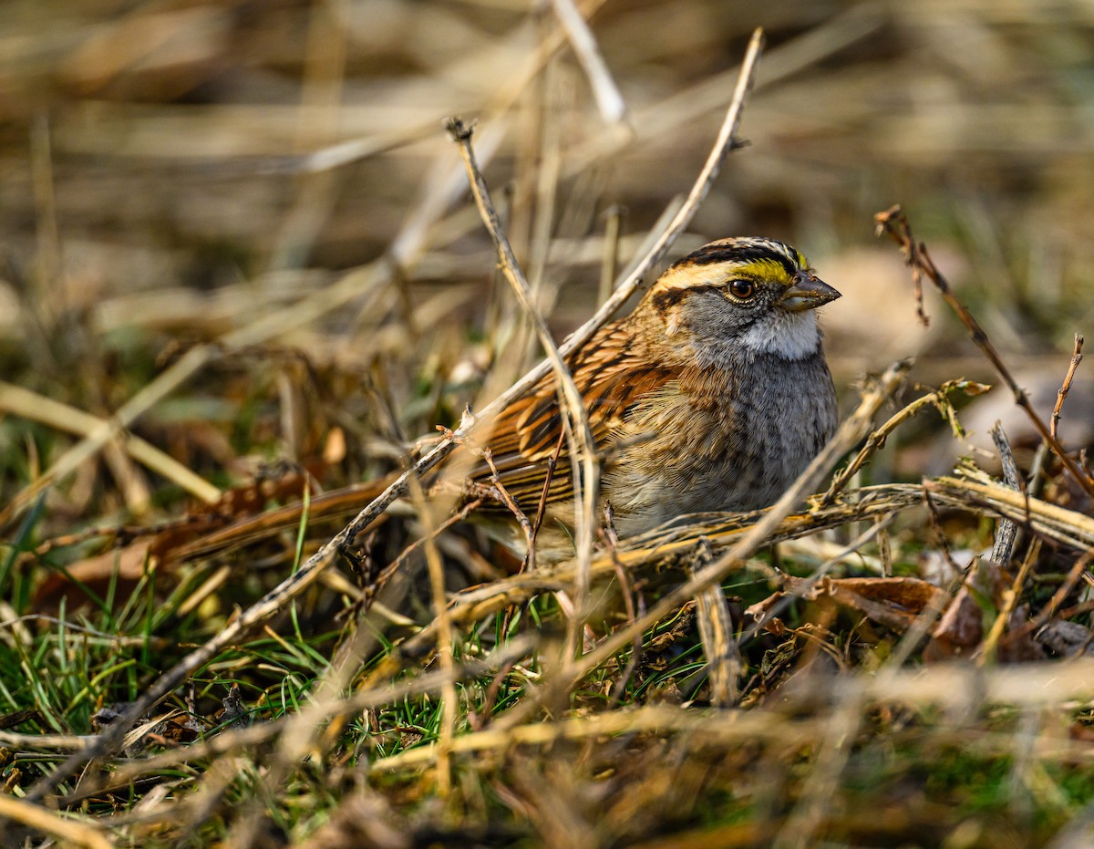 White-throated Sparrow - Ken Miracle