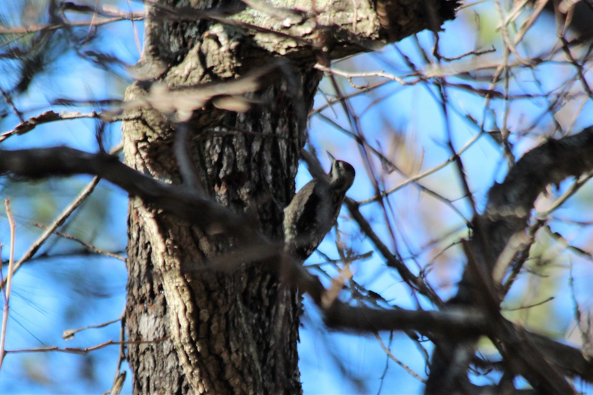 Yellow-bellied Sapsucker - ML531702101