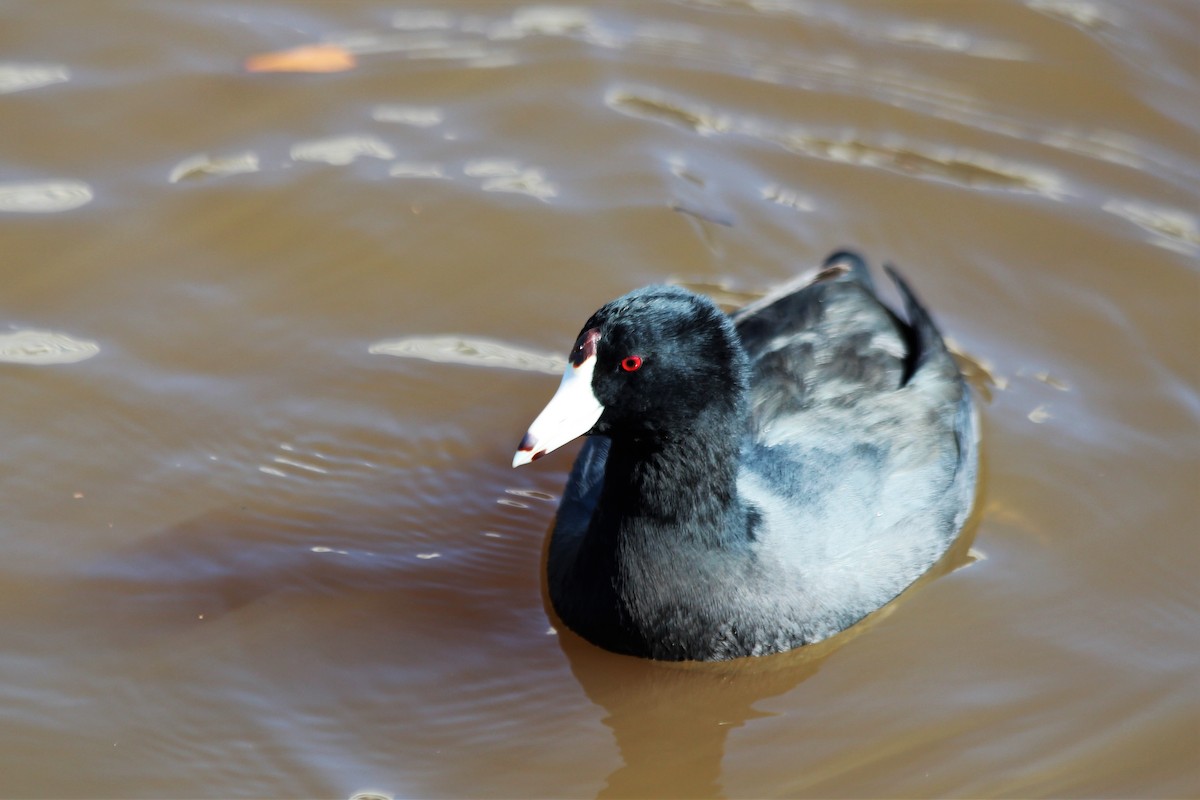 American Coot - Angel Zakharia