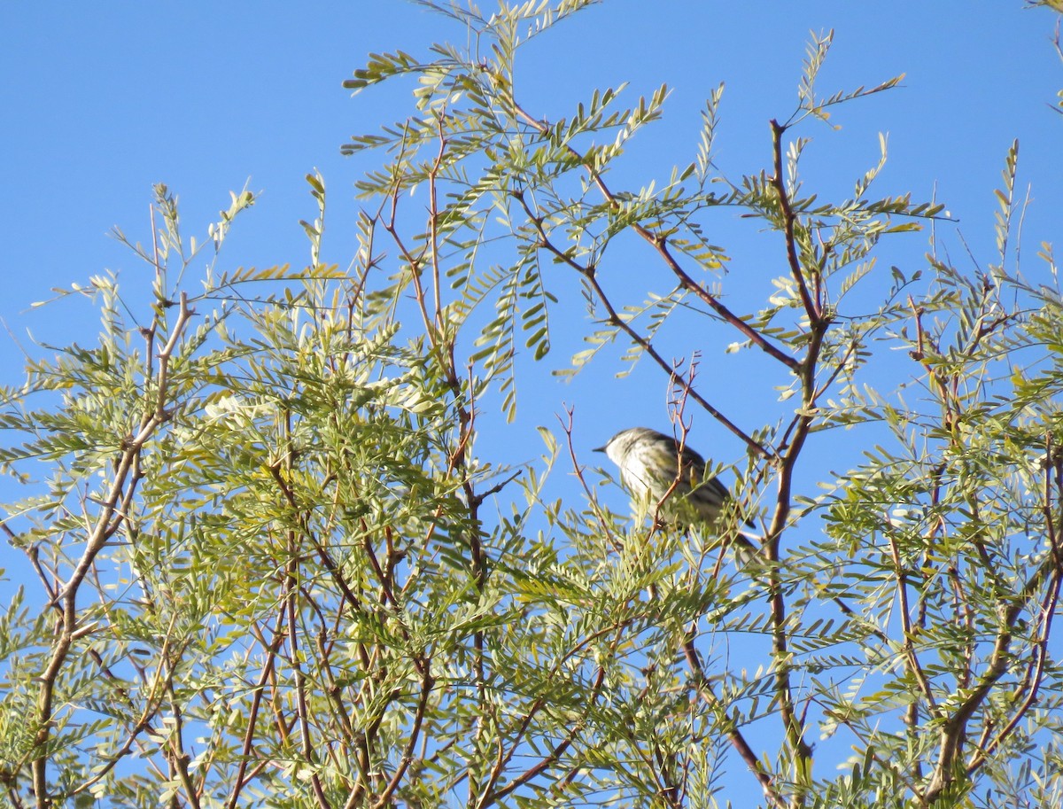 Yellow-rumped Warbler (Myrtle) - ML531702791