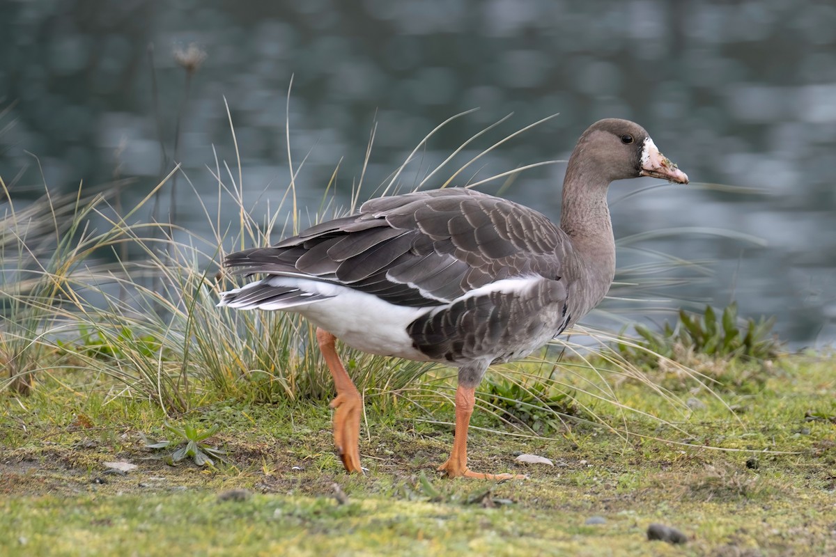 Greater White-fronted Goose - ML531703141