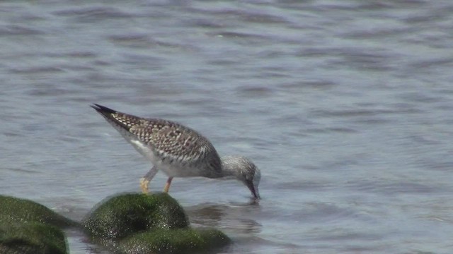 Greater Yellowlegs - ML531703251