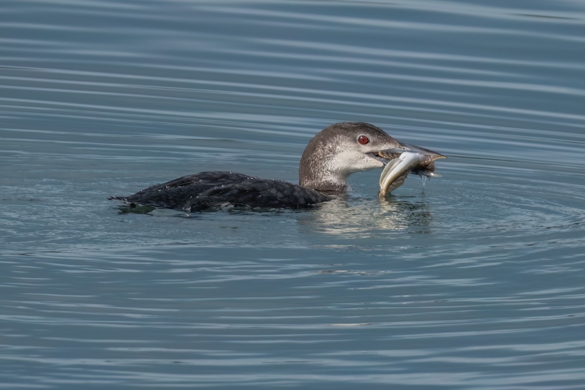 Common Loon - ML531703281