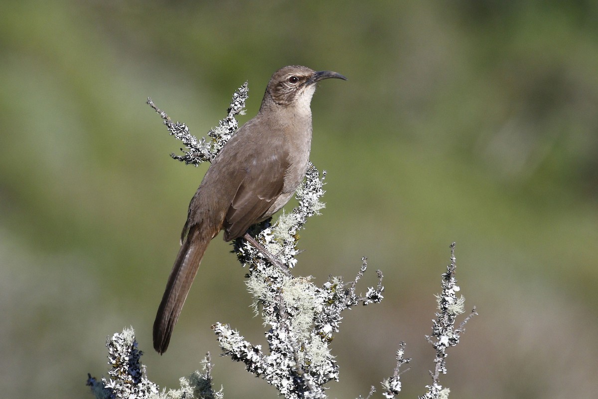 California Thrasher - ML53170351