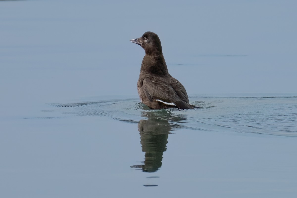 White-winged Scoter - Neil Bjorklund